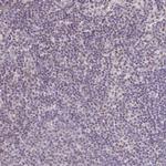 SENP3 Antibody in Immunohistochemistry (Paraffin) (IHC (P))