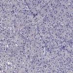 FAM101B Polyclonal Antibody