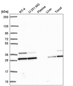 PGAM1 Antibody in Western Blot (WB)