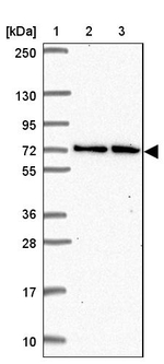 MTGR1 Antibody in Western Blot (WB)