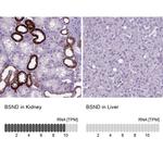 BSND Antibody