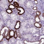 BSND Antibody in Immunohistochemistry (Paraffin) (IHC (P))