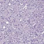 BSND Antibody in Immunohistochemistry (Paraffin) (IHC (P))