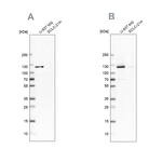ARHGEF1 Antibody in Western Blot (WB)