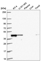 RMND5A Antibody in Western Blot (WB)