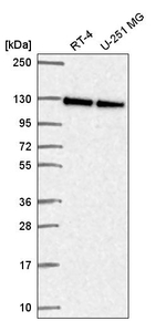 NOL6 Antibody in Western Blot (WB)