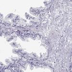 C9orf171 Antibody in Immunohistochemistry (Paraffin) (IHC (P))