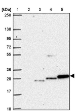 HAGH Antibody in Western Blot (WB)