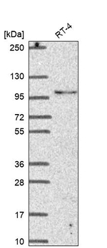 LONRF3 Antibody in Western Blot (WB)