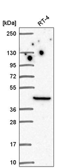 LIMS1 Antibody in Western Blot (WB)