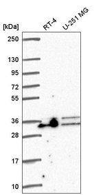 ALY Antibody in Western Blot (WB)