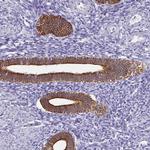 CTRP2 Antibody in Immunohistochemistry (Paraffin) (IHC (P))