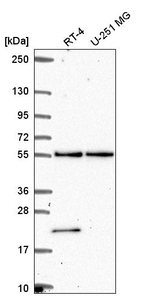 POLR3D Antibody in Western Blot (WB)