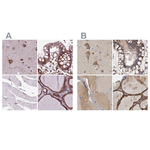 GANAB Antibody in Immunohistochemistry (Paraffin) (IHC (P))