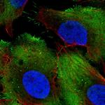 PCMTD1 Polyclonal Antibody