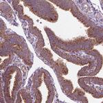 NLRX1 Antibody in Immunohistochemistry (Paraffin) (IHC (P))