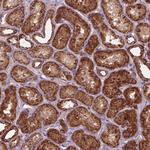 NLRX1 Antibody in Immunohistochemistry (Paraffin) (IHC (P))
