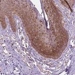NLRX1 Antibody in Immunohistochemistry (Paraffin) (IHC (P))