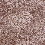 TAP Antibody in Immunohistochemistry (Paraffin) (IHC (P))