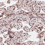 TAP Antibody in Immunohistochemistry (Paraffin) (IHC (P))