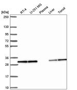 PEF1 Antibody in Western Blot (WB)