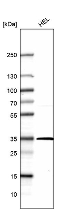 GTF2B Antibody in Western Blot (WB)