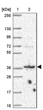 BRSK1 Antibody in Western Blot (WB)
