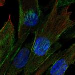Cdc42EP3 Polyclonal Antibody