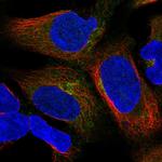 UBXN6 Polyclonal Antibody