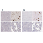 PMCH Polyclonal Antibody
