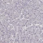 PMCH Antibody in Immunohistochemistry (Paraffin) (IHC (P))