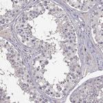 PMCH Antibody in Immunohistochemistry (Paraffin) (IHC (P))