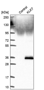 Kallikrein 7 Antibody in Western Blot (WB)