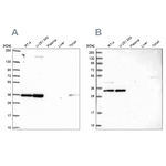 NOSIP Antibody in Western Blot (WB)
