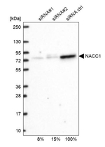 NAC1 Antibody in Western Blot (WB)