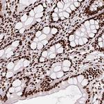 PAGE3 Polyclonal Antibody