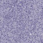 KCNF1 Polyclonal Antibody