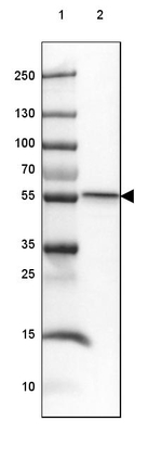 SMYD1 Antibody in Western Blot (WB)