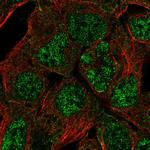 HES4 Polyclonal Antibody