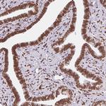 Lamin B2 Antibody in Immunohistochemistry (Paraffin) (IHC (P))