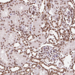 Lamin B2 Antibody in Immunohistochemistry (Paraffin) (IHC (P))