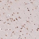 Lamin B2 Antibody in Immunohistochemistry (Paraffin) (IHC (P))