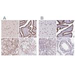Lamin B2 Antibody in Immunohistochemistry (Paraffin) (IHC (P))