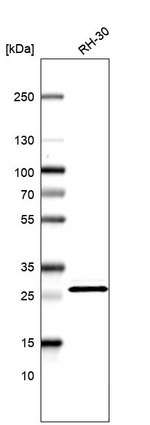 HMGB3 Antibody in Western Blot (WB)