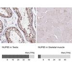 NUP85 Antibody