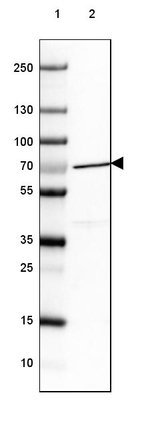 NUP85 Antibody in Western Blot (WB)