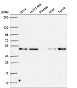 TNFRSF19L Antibody in Western Blot (WB)