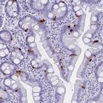GPR137 Antibody in Immunohistochemistry (Paraffin) (IHC (P))