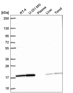 PPIL1 Antibody in Western Blot (WB)