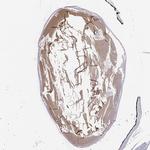 Connexin 50 Antibody in Immunohistochemistry (Paraffin) (IHC (P))